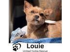 Adopt Louie a Red/Golden/Orange/Chestnut Norwich Terrier / Mixed dog in Laguna