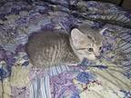 Adopt Kitten 3 a Gray or Blue Domestic Mediumhair / Mixed (medium coat) cat in