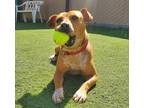 Adopt Xenophone a Australian Cattle Dog / American Pit Bull Terrier / Mixed dog