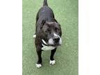 Adopt Tiger a American Pit Bull Terrier / Mixed dog in Oceanside, CA (41526722)