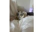 Adopt Prada a Cream or Ivory Ragdoll / Mixed (medium coat) cat in Los Angeles
