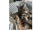 Adopt Hazel a Brown Tabby American Shorthair / Mixed (short coat) cat in Denton