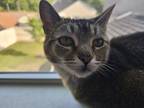 Adopt Jelly a Gray or Blue American Shorthair / Mixed (short coat) cat in