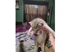 Adopt Kitten 4 a Gray or Blue Domestic Mediumhair / Mixed (medium coat) cat in