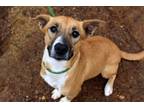 Adopt Scotty a Tricolor (Tan/Brown & Black & White) Terrier (Unknown Type