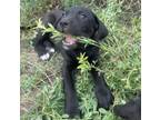 Adopt Ranch a Anatolian Shepherd / English Mastiff / Mixed dog in Kamloops