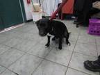 Adopt Luna a Black Labrador Retriever dog in Weatherford, TX (41526682)