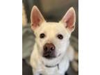 Adopt Bentley a White Shepherd (Unknown Type) dog in Weatherford, TX (41526681)