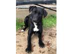 Adopt Star a Black Labrador Retriever dog in Weatherford, TX (41526677)