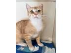 Adopt ANJIN a Orange or Red (Mostly) Domestic Shorthair (short coat) cat in
