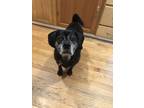 Adopt Benson a Black Pug / Beagle / Mixed dog in Watertown, MA (41526709)