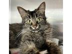 Adopt KERINA a Brown Tabby Domestic Longhair (long coat) cat in Royal Oak