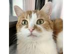 Adopt MC MOM a Orange or Red (Mostly) Domestic Shorthair (short coat) cat in