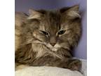 Adopt Zelda a Domestic Longhair / Mixed cat in Abbotsford, BC (41526469)