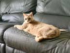 Adopt Canelo a Orange or Red Tabby / Mixed (short coat) cat in Dallas