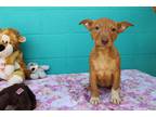 Adopt Nacho a Tan/Yellow/Fawn - with White Pit Bull Terrier / Mixed dog in