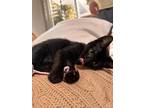 Adopt Willow a All Black Domestic Shorthair (short coat) cat in Long Beach