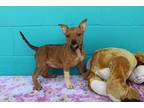 Adopt Fiesta Veggie a Tan/Yellow/Fawn - with White Pit Bull Terrier / Mixed dog