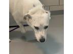 Adopt Fantasia a Labrador Retriever / Mixed dog in Des Moines, IA (41525952)