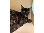 Adopt Snickers a Domestic Shorthair / Mixed cat in Norman, OK (41502989)