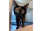 Adopt Lizzie a Domestic Shorthair / Mixed cat in Norman, OK (41502984)