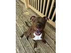 Adopt Brick a Brown/Chocolate - with White American Pit Bull Terrier / Mixed dog