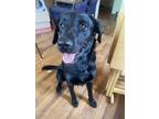Adopt Bruno a Black Labrador Retriever / Mixed dog in Des Moines, IA (41491803)