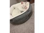 Adopt Poussan a White (Mostly) Domestic Shorthair / Mixed (medium coat) cat in