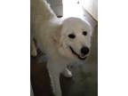 Adopt Savannah a White Great Pyrenees / Golden Retriever / Mixed dog in Camden