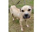 Adopt Bubba a Tan/Yellow/Fawn Boxer / Pit Bull Terrier / Mixed dog in Camden