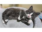 Adopt Jordan a Gray or Blue (Mostly) Domestic Longhair (long coat) cat in Long