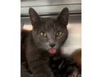 Adopt Jupiter a Domestic Shorthair / Mixed cat in Spokane Valley, WA (41525913)