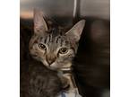 Adopt Gaia a Domestic Shorthair / Mixed cat in Spokane Valley, WA (41525912)