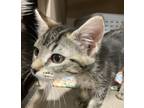 Adopt Blaire a Domestic Shorthair / Mixed cat in Spokane Valley, WA (41512703)