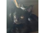 Adopt Ravenpaw a Domestic Shorthair / Mixed cat in Spokane Valley, WA (41512198)