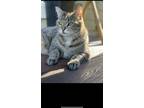 Adopt Daisy a Brown Tabby Tabby / Mixed (short coat) cat in Chehalis