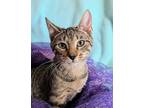 Adopt Hester a Brown Tabby Siamese (short coat) cat in Jacksonville
