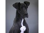 Adopt Domino a Great Dane / Mixed dog in Houston, TX (41500644)