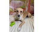 Adopt Crissy a Labrador Retriever / Mixed dog in LAFAYETTE, LA (41525885)
