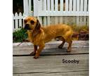 Adopt Scooby a Red/Golden/Orange/Chestnut Pug / Beagle / Mixed dog in Tucson