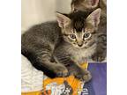 Adopt Crispy a Domestic Shorthair / Mixed cat in LAFAYETTE, LA (41525880)