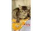Adopt Munchy a Domestic Mediumhair / Mixed cat in LAFAYETTE, LA (41525879)