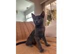 Adopt Mary-Kate a Gray or Blue Domestic Shorthair (short coat) cat in Long