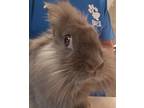 Adopt Kerry a Lionhead / Mixed rabbit in Houston, TX (41525903)