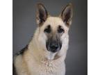 Adopt Zoey a German Shepherd Dog / Mixed dog in Houston, TX (41496233)
