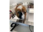 Adopt Calvin a Guinea Pig small animal in Houston, TX (41525902)