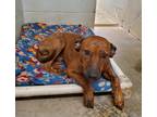 Adopt Rex a Brindle Mutt / Mixed dog in Camden, AR (41525889)