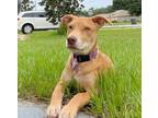 Adopt Anna a Red/Golden/Orange/Chestnut Australian Shepherd / Mixed dog in