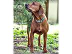 Adopt Beauty a Red/Golden/Orange/Chestnut Redbone Coonhound / Mixed dog in