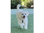 Adopt MANSE a White Bichon Frise / Mixed dog in Agoura Hills, CA (41525721)